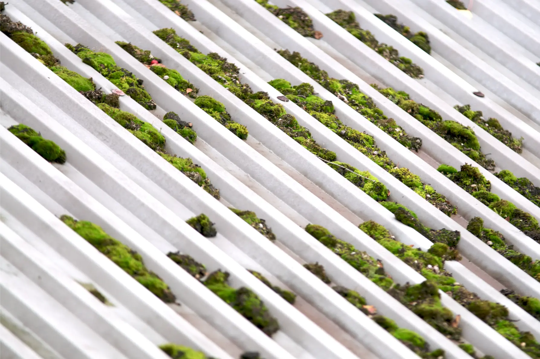 Moss build-up on a surface