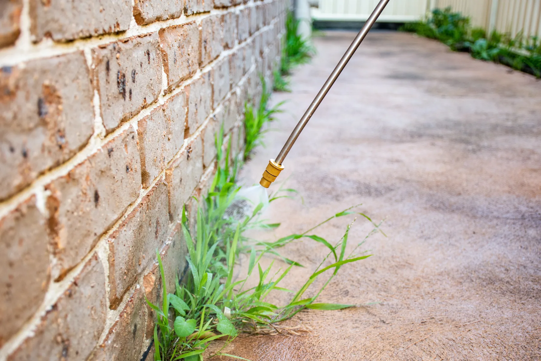 Weed & Moss Removal